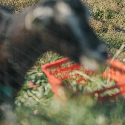 muikkuが撮影したイベント/スナップ撮影の写真