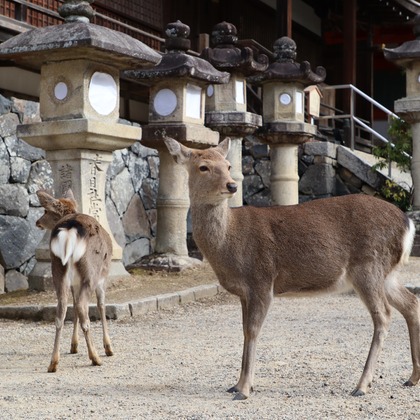 えむあんりみてっどが撮影したウェディングや家族、ビジネスの写真
