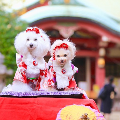 高橋 透（Coo&Sea STUDIO代表）が出張撮影したトイプードル, ペット, ワイルドフラワーが写ったエンゲージメントフォトの写真