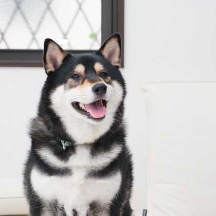 高夏写真店が出張撮影した「家族写真の撮影」の家族写真