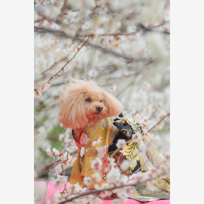 高橋 透（Coo&Sea STUDIO代表）が撮影した「:albumName」の写真