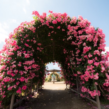 光画堂スタジオが撮影したウェディングや家族、ビジネスの写真