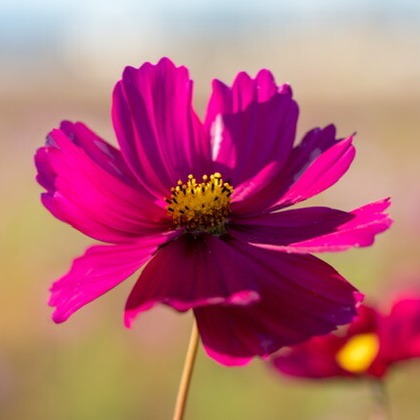 堀田佳資が撮影したその他の写真