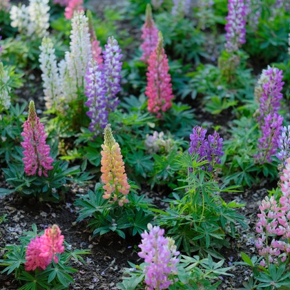 KotobukiPhotosが撮影した「:albumName」の写真