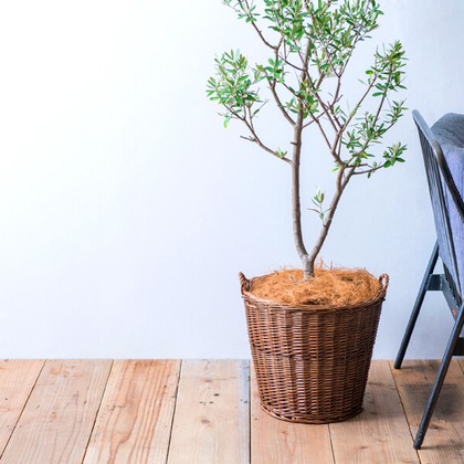 Yoppegraphy Photographic Serviceが撮影した「:albumName」の写真