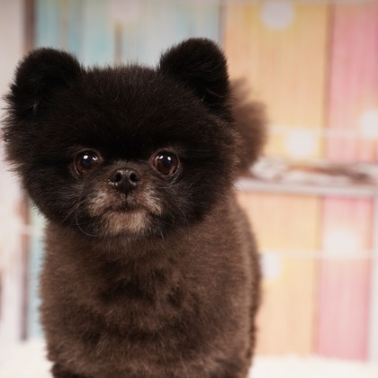 スタジオ　まるが撮影した「:albumName」の写真