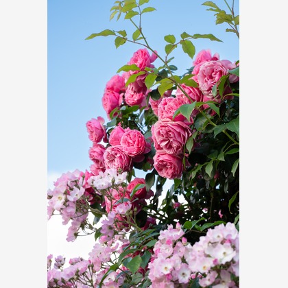 オフィス 芦野が撮影した「:albumName」の写真