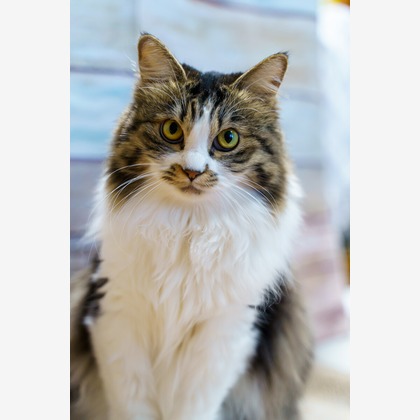 Naoki Okadaが撮影したウェディングや家族、ビジネスの写真