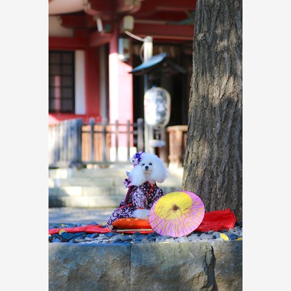 高橋 透（Coo&Sea STUDIO代表）が出張撮影したトイプードル, ペット, ワイルドフラワーが写ったエンゲージメントフォトの写真