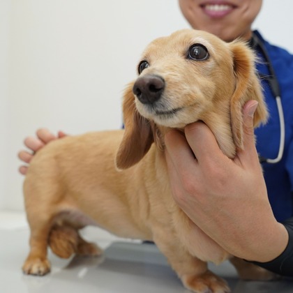 出張撮影くろめっとが撮影した「:albumName」の写真