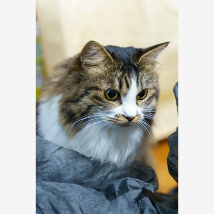 Naoki Okadaが撮影した「:albumName」の写真