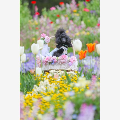 高橋 透（Coo&Sea STUDIO代表）が出張撮影したジギタリス, ルパン, マルタ語などが写った「大花壇de撮影会／春＠横浜」の家族写真