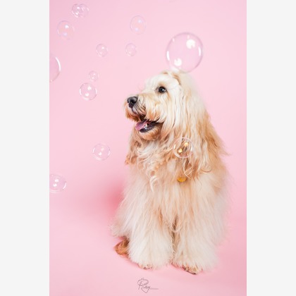 Ray Yamaguchiが撮影した「:albumName」の写真