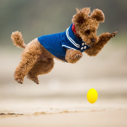 写楽堂が撮影したその他の写真