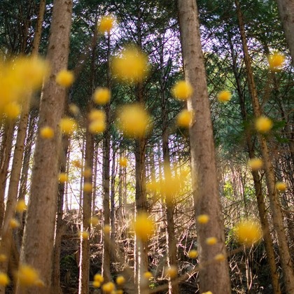 小野友輔が撮影したその他の写真