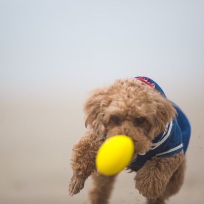 写楽堂が撮影したその他の写真