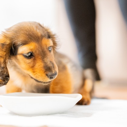 Yphotoが撮影したウェディングや家族、ビジネスの写真