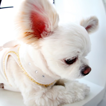 ほんとうにかわいい結婚写真ecoo（エクー）が撮影したウェディングや家族、ビジネスの写真