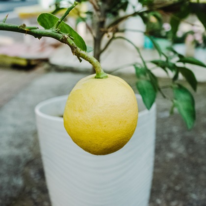 MIFUNEが撮影した「:albumName」の写真