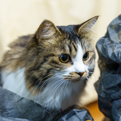 Naoki Okadaが撮影したウェディングや家族、ビジネスの写真