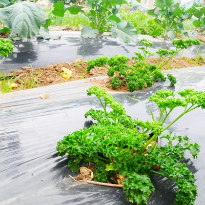 ant10.が撮影したイベント/スナップ撮影の写真