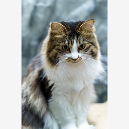 Naoki Okadaが撮影したウェディングや家族、ビジネスの写真