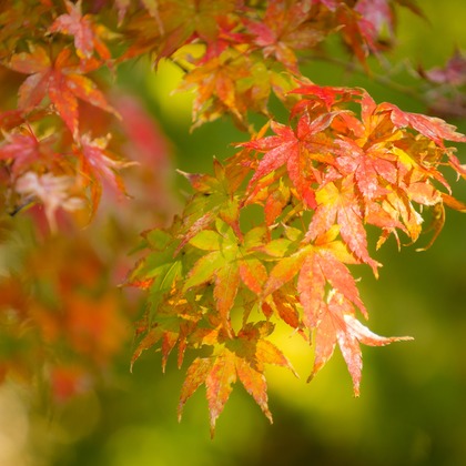 Aya Petite Photographyが出張撮影した「七五三出張撮影」の家族写真