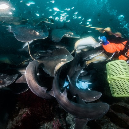 リトルダイナソーが撮影したその他の写真