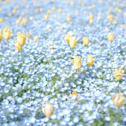 埜下詩織が撮影したウェディングや家族、ビジネスの写真