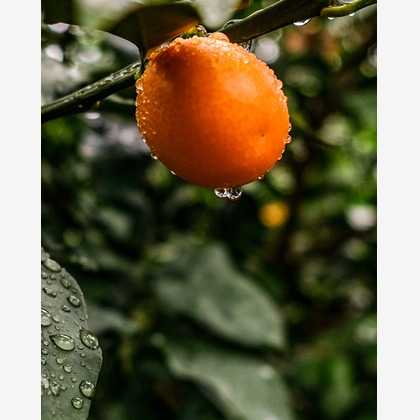 Aoshima Photographyが撮影した「Black Fly's Sunglasses」の写真