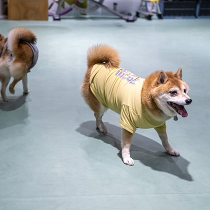 吉田佳央が撮影した「DOG SHOOTING」の写真