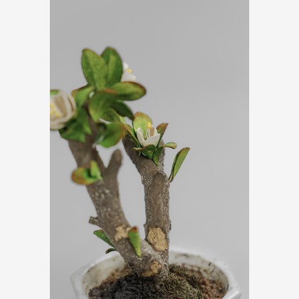 studio9thが撮影した「:albumName」の写真