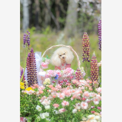 高橋 透（Coo&Sea STUDIO代表）が出張撮影したジギタリス, ルパン, マルタ語などが写った「大花壇de撮影会／春＠横浜」の家族写真