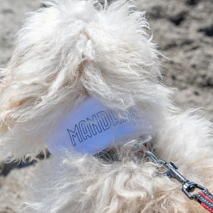 吉田佳央が撮影した「DOG SHOOTING」の写真