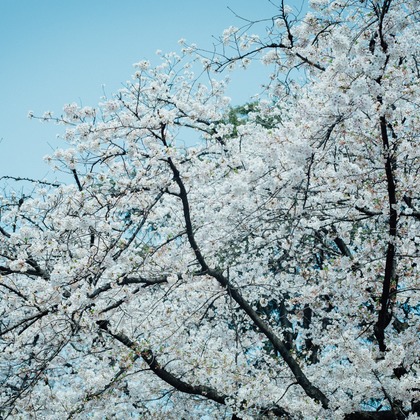 RIE NAGASHIMA photography:)が撮影した「:albumName」の写真