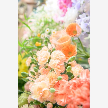 戸澤麻衣が撮影した「:albumName」の写真