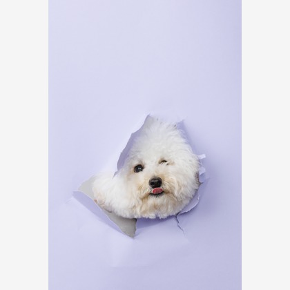 minephoto/大峯写真事務所が撮影した商品/物撮りの写真