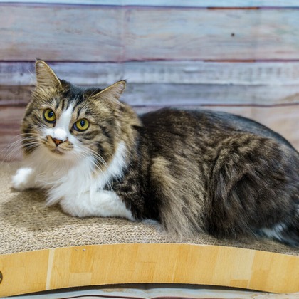 Naoki Okadaが撮影したウェディングや家族、ビジネスの写真