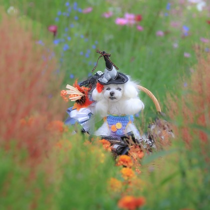 高橋 透（Coo&Sea STUDIO代表）が出張撮影した「大花壇de撮影会／秋＠横浜」の家族写真