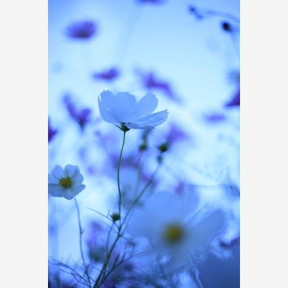 写真屋gonree　阿波根里恵が撮影した旅行先の記念撮影の写真