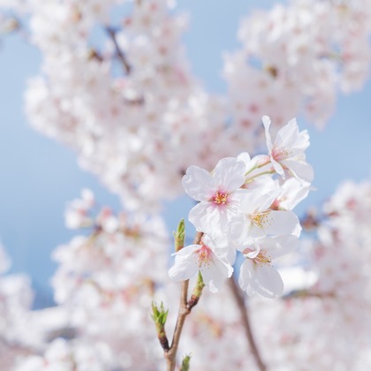 堀内 陽希が撮影したイベント/スナップ撮影の写真