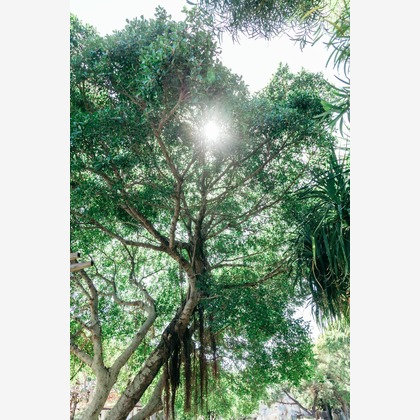 ポートレート沖縄が撮影した「:albumName」の写真