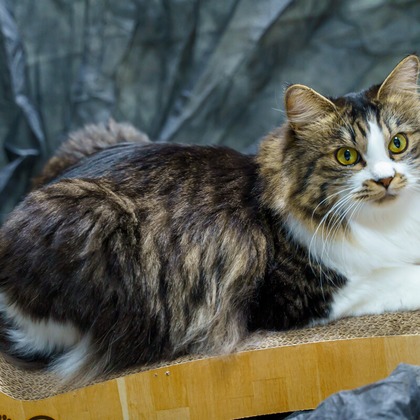 Naoki Okadaが撮影したウェディングや家族、ビジネスの写真