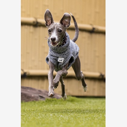 猫田晃広が出張撮影した犬の服, ペット, 犬などが写った「わんちゃん撮影」の家族写真