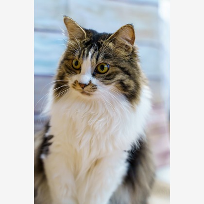 Naoki Okadaが撮影したウェディングや家族、ビジネスの写真