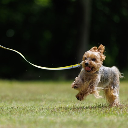 T.Matsumuraが出張撮影した「ペットと一緒に家族撮影」の家族写真