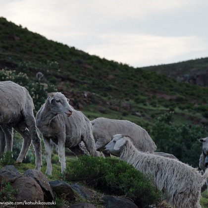 Katsuhiko Suzukiが撮影した「:albumName」の写真