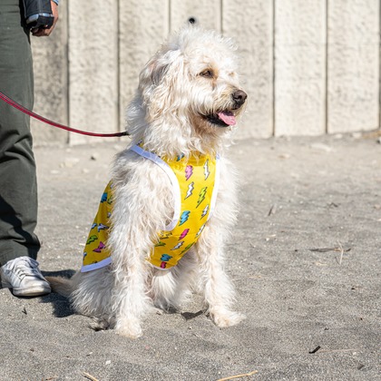 吉田佳央が撮影した「DOG SHOOTING」の写真