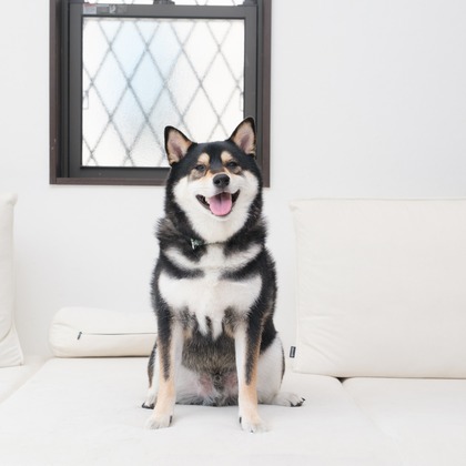 高夏写真店が出張撮影した「家族写真の撮影」の家族写真