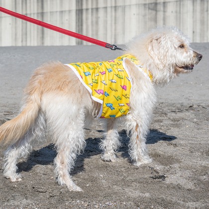 吉田佳央が撮影した「DOG SHOOTING」の写真